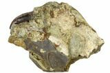 Serrated, Tyrannosaur Tooth in Rock - Montana #113766-3